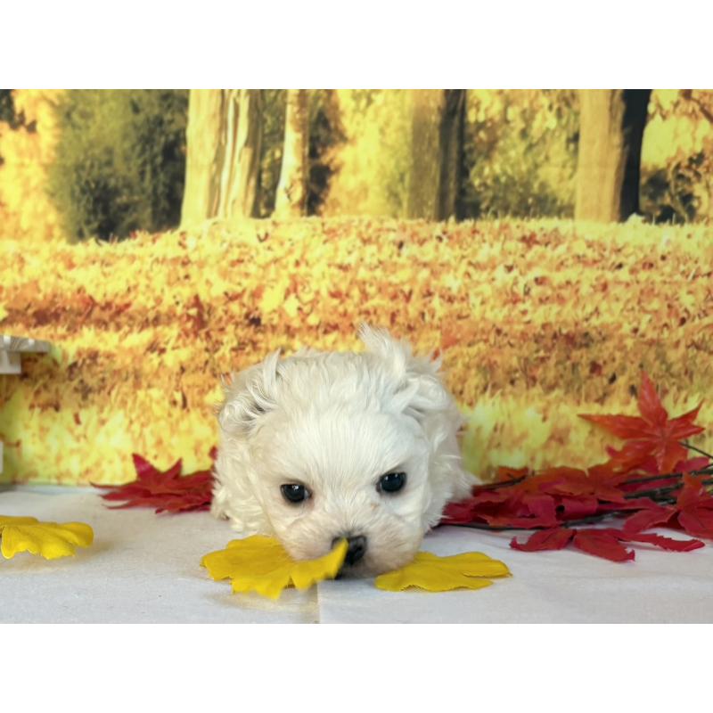 販売中の秋田県のマルチーズ-425791の2枚目