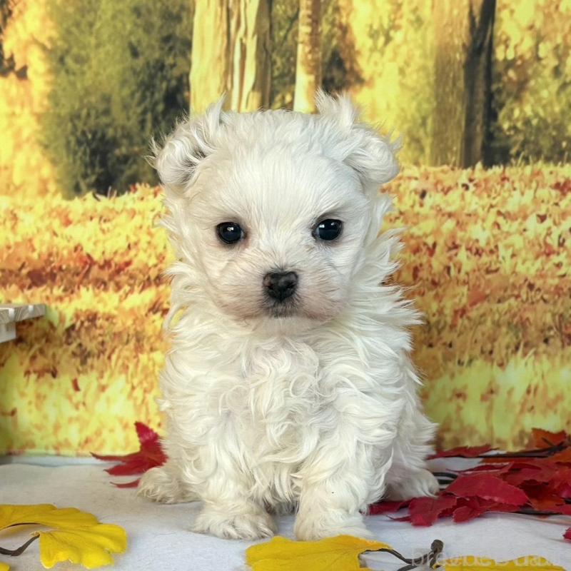 販売中の秋田県のマルチーズ-425791の1枚目