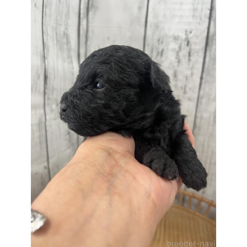 販売中の山梨県のミックス犬-425785の4枚目