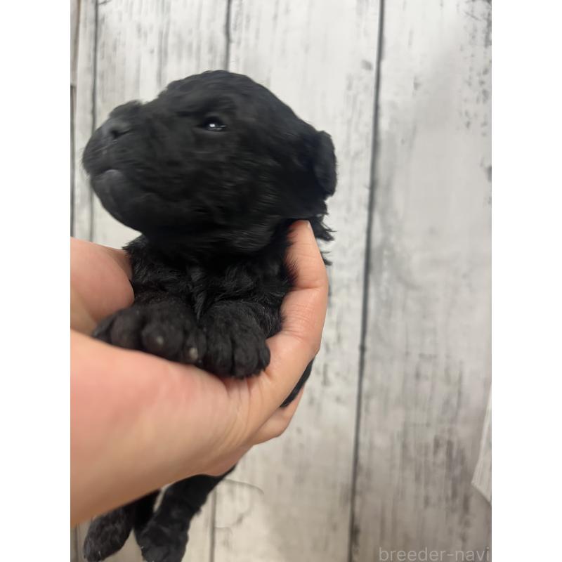 販売中の山梨県のミックス犬-425785の3枚目