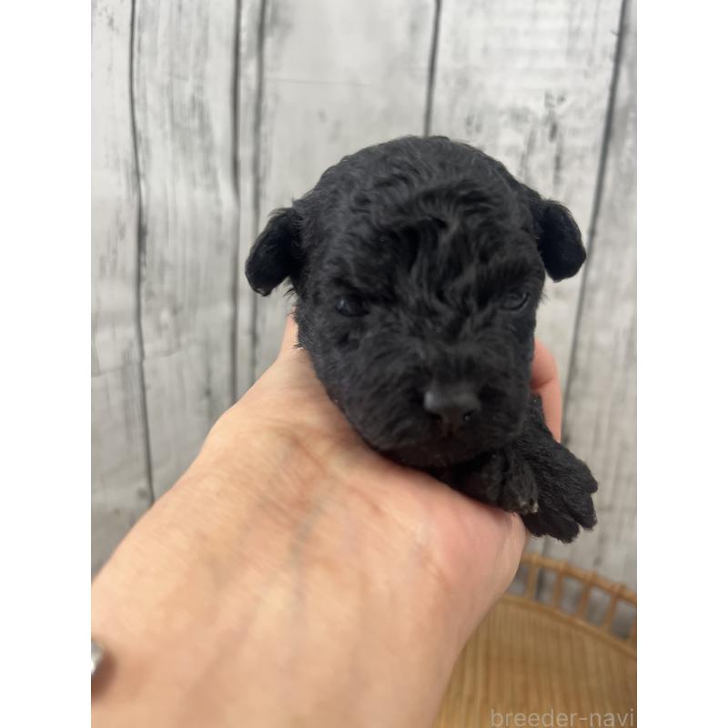 販売中の山梨県のミックス犬-425785の2枚目