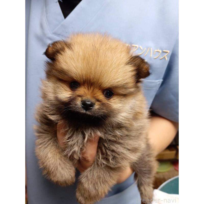 販売中の静岡県のポメラニアン-425792の2枚目