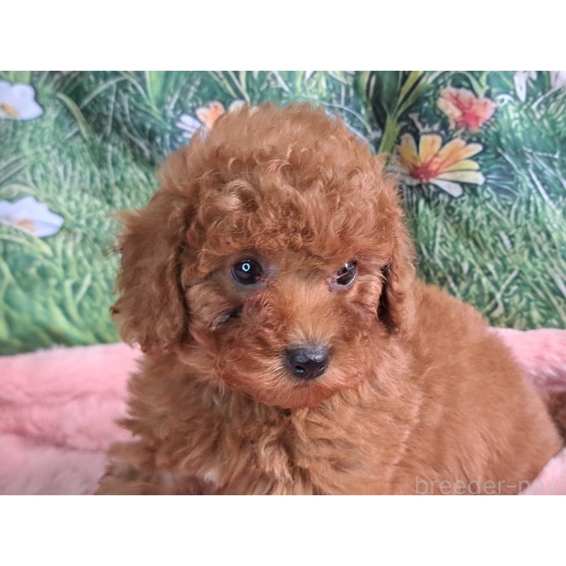 販売中の愛知県のトイプードル-421602