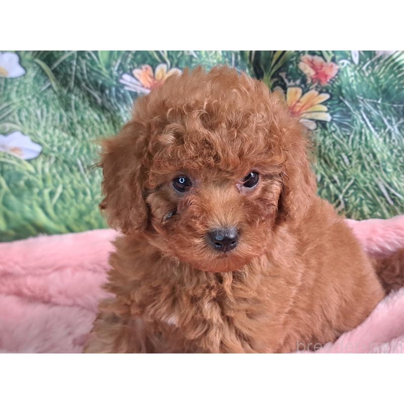 販売中の愛知県のトイプードル-421602の22枚目