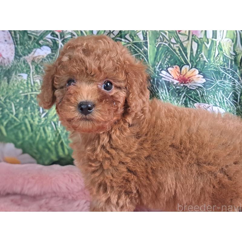 販売中の愛知県のトイプードル-421602の21枚目