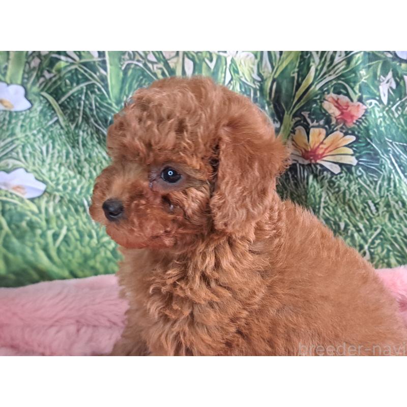 販売中の愛知県のトイプードル-421602の20枚目