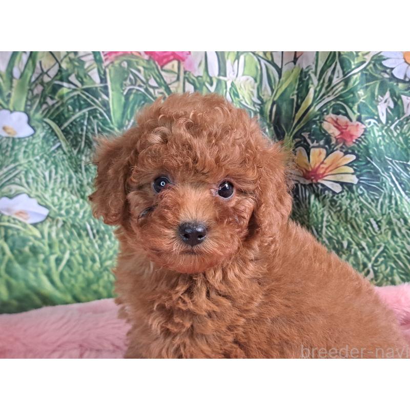 販売中の愛知県のトイプードル-421602の19枚目