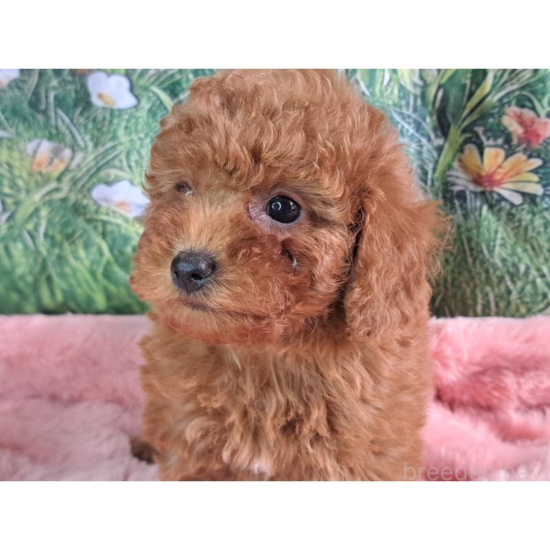 販売中の愛知県のトイプードル-421602の18枚目