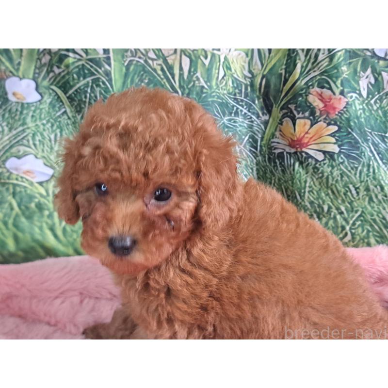 販売中の愛知県のトイプードル-421602の17枚目