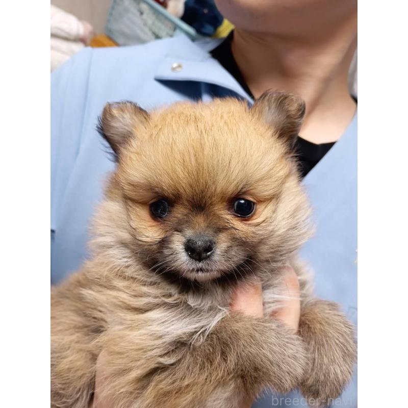 販売中の静岡県のポメラニアン-425793の2枚目
