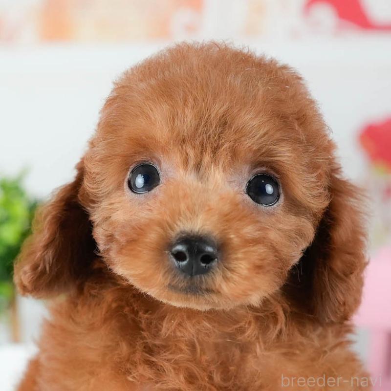 販売中の茨城県のトイプードル-425795の7枚目