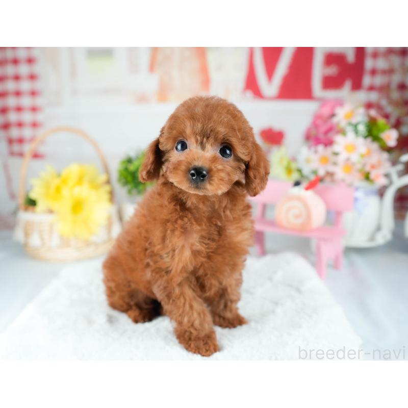 販売中の茨城県のトイプードル-425795の6枚目