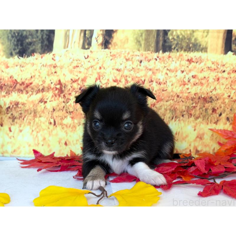 販売中の秋田県のチワワ(ロングコート)-425794の5枚目