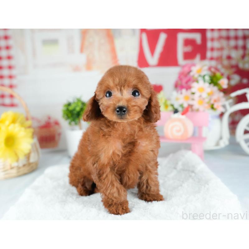 販売中の茨城県のトイプードル-425795の5枚目