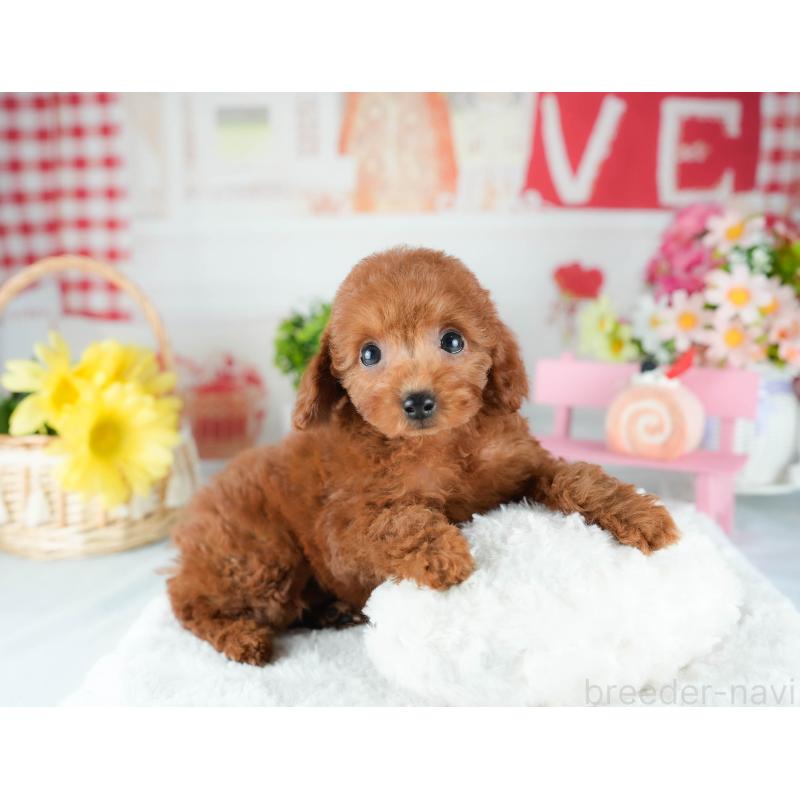 販売中の茨城県のトイプードル-425795の4枚目