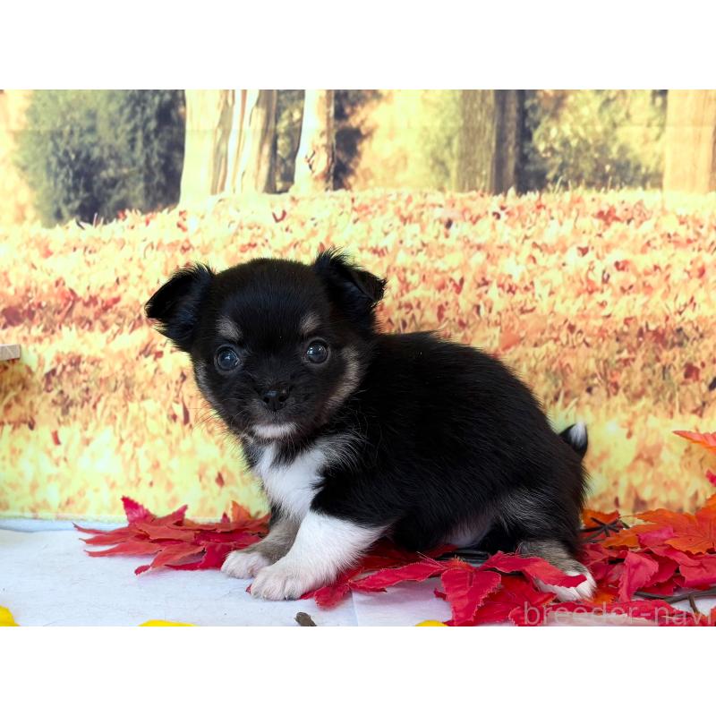 販売中の秋田県のチワワ(ロングコート)-425794の4枚目