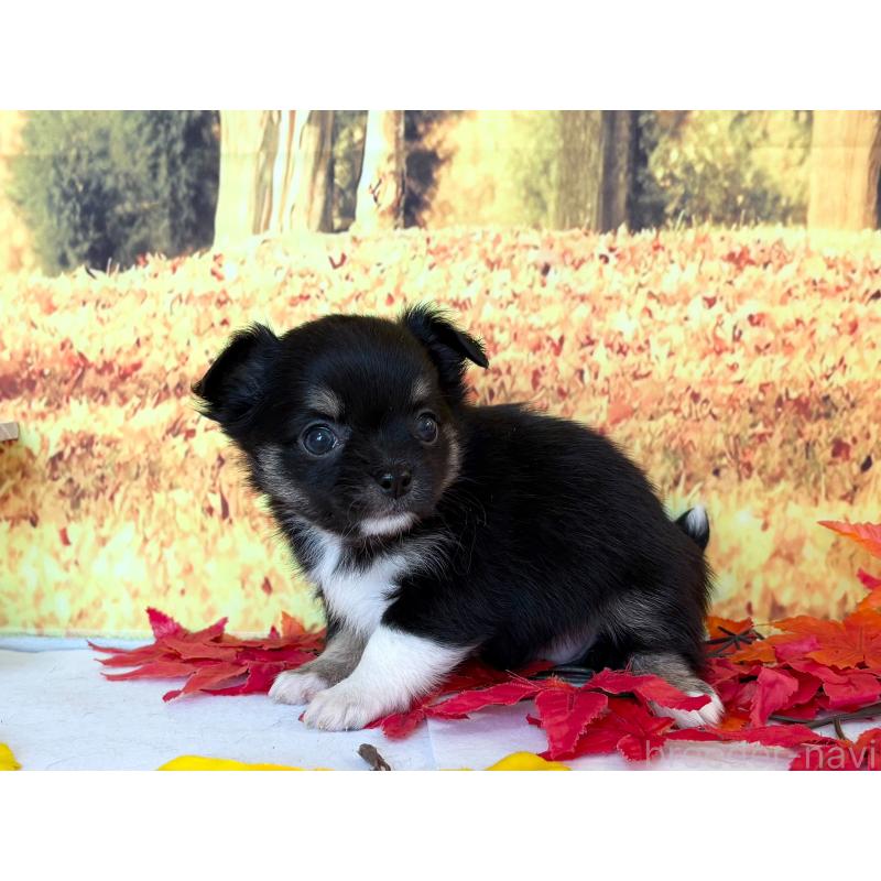 販売中の秋田県のチワワ(ロングコート)-425794の3枚目