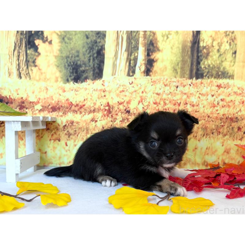 販売中の秋田県のチワワ(ロングコート)-425794の2枚目