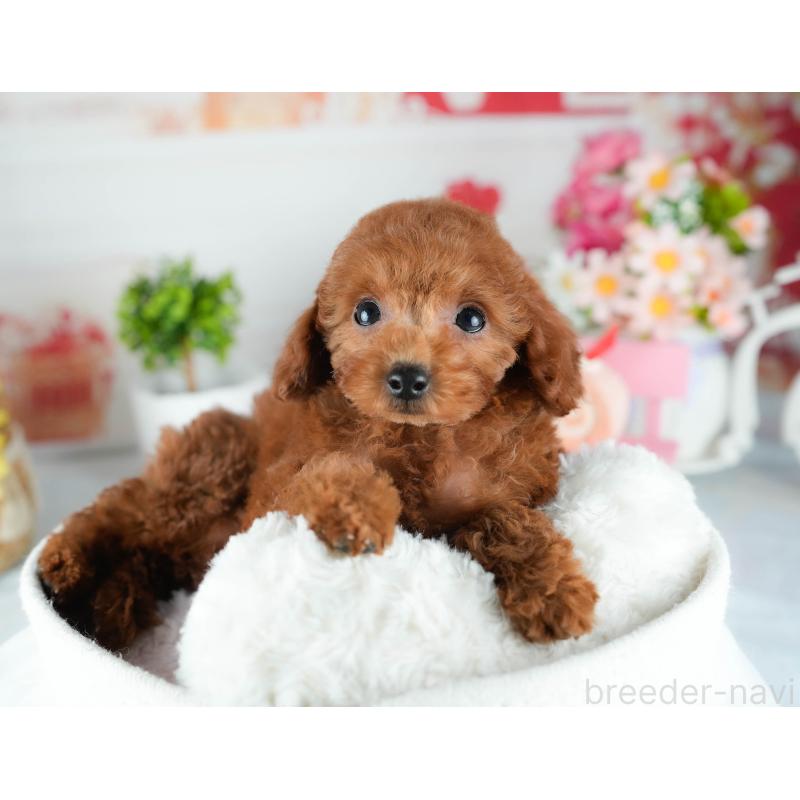 販売中の茨城県のトイプードル-425795の3枚目