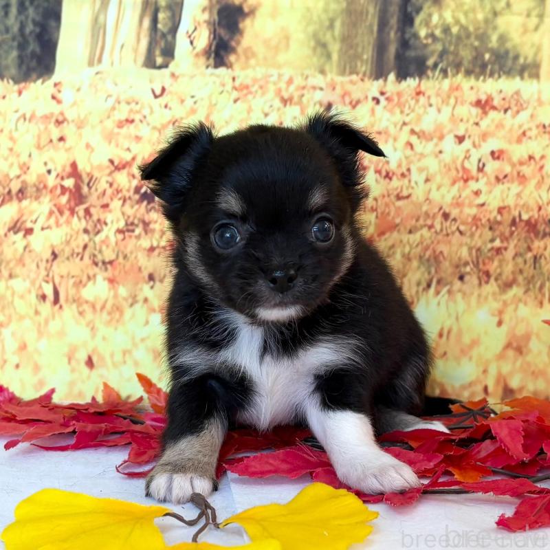 販売中の秋田県のチワワ(ロングコート)-425794