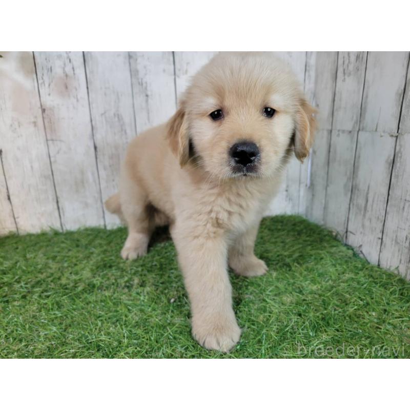 販売中の三重県のゴールデンレトリーバー-425797の5枚目