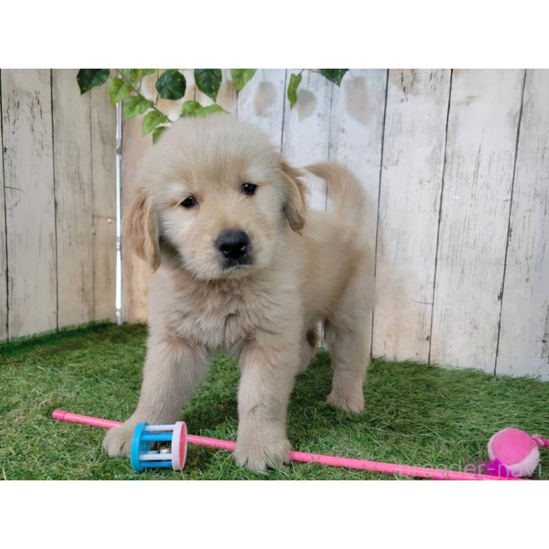 販売中の三重県のゴールデンレトリーバー-425797の4枚目