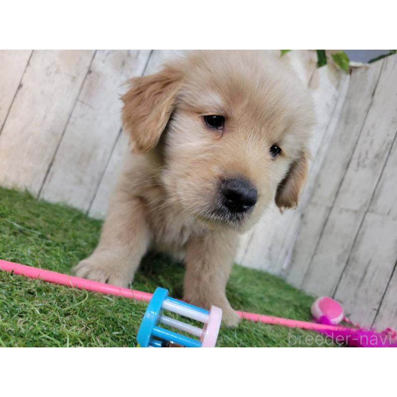 販売中の三重県のゴールデンレトリーバー-425797の3枚目