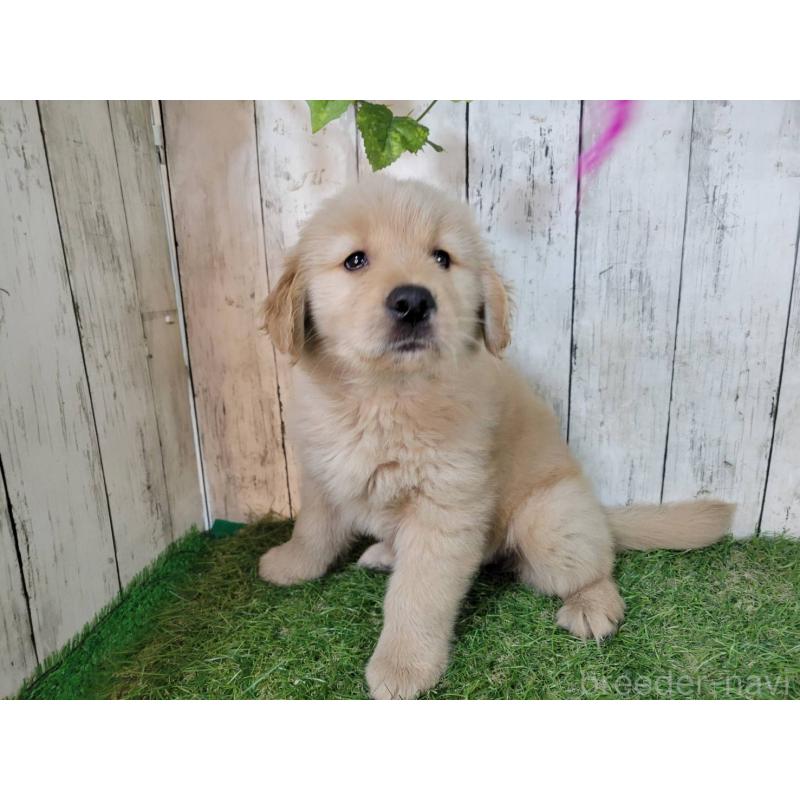 販売中の三重県のゴールデンレトリーバー-425797の2枚目