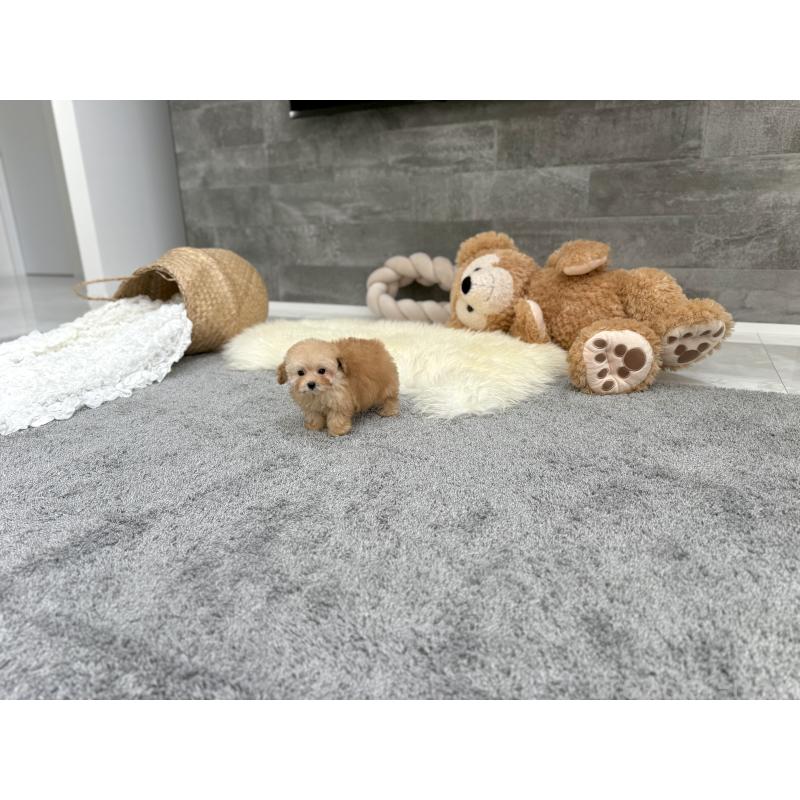 成約済の滋賀県のティーカッププードル-421134の7枚目