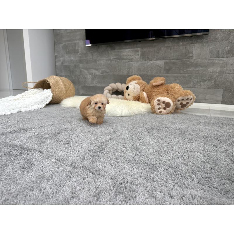 成約済の滋賀県のティーカッププードル-421134の6枚目