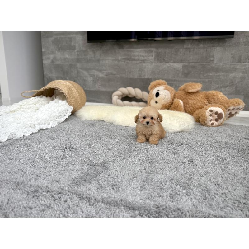 成約済の滋賀県のティーカッププードル-421134の5枚目