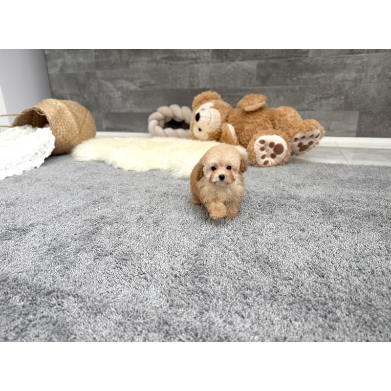 成約済の滋賀県のティーカッププードル-421134の4枚目