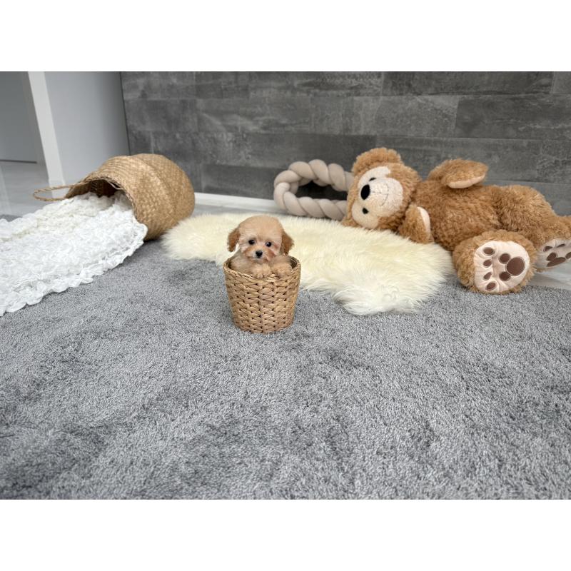 成約済の滋賀県のティーカッププードル-421134の3枚目