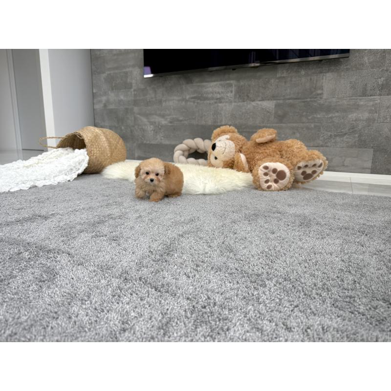 成約済の滋賀県のティーカッププードル-421134の2枚目