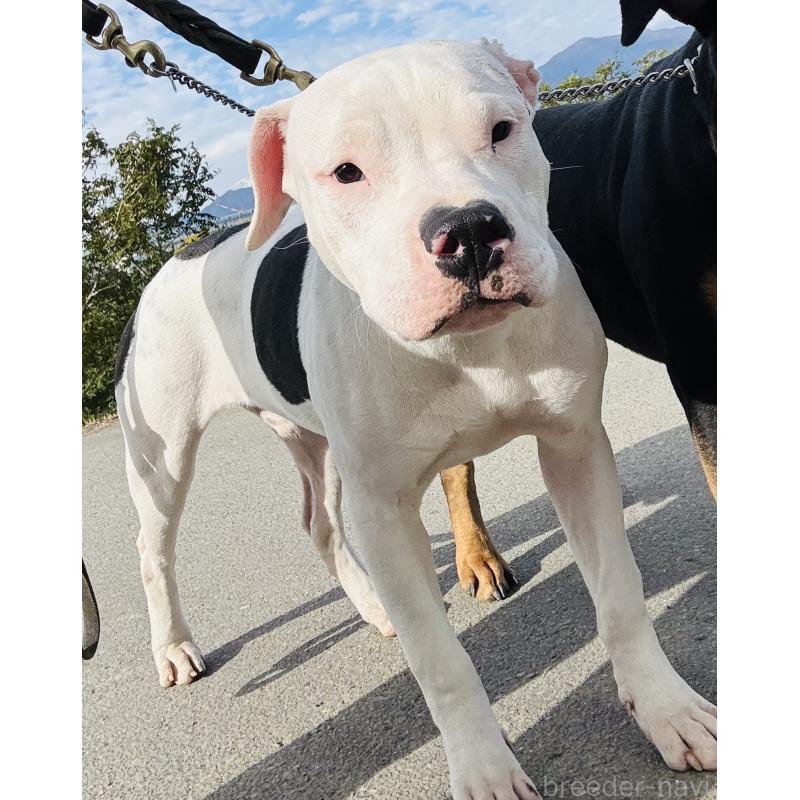 販売中の神奈川県のアメリカンピットブルテリア-392579