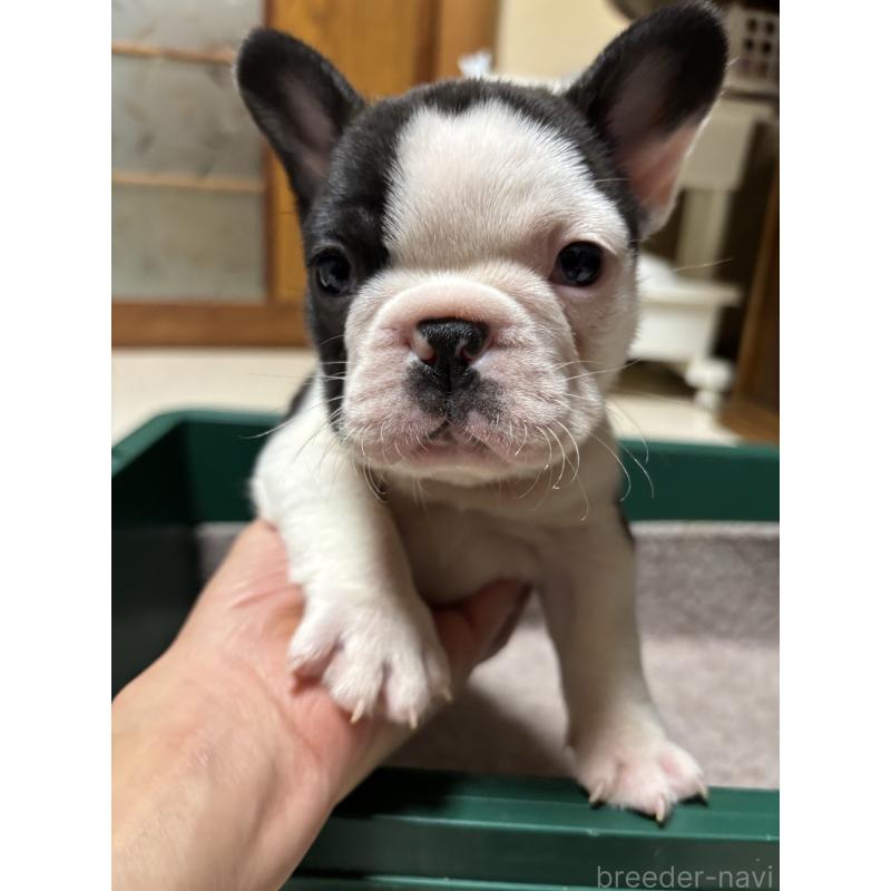 販売中の三重県のフレンチブルドッグ-419541