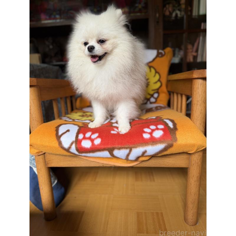 販売中の広島県のポメラニアン-420172の7枚目