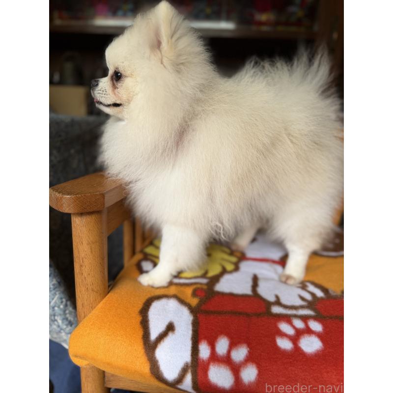販売中の広島県のポメラニアン-420172の6枚目