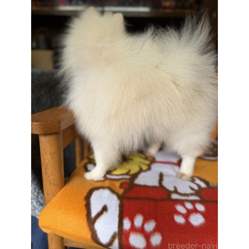 販売中の広島県のポメラニアン-420172の5枚目