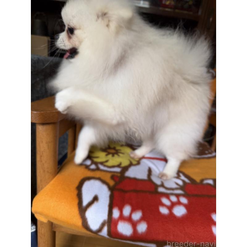 販売中の広島県のポメラニアン-420172の4枚目