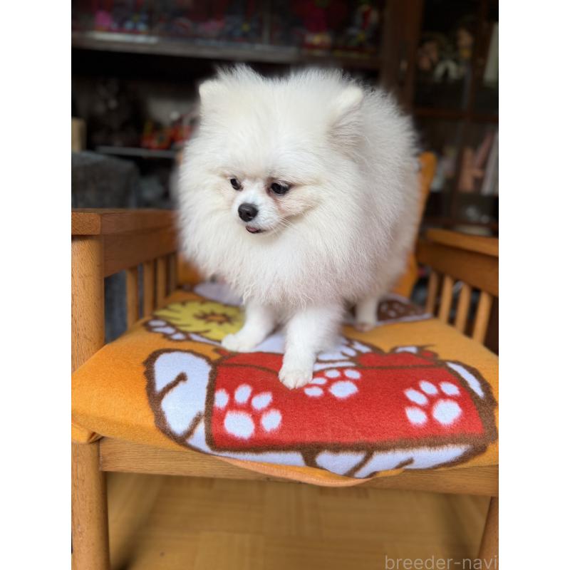 販売中の広島県のポメラニアン-420172の3枚目