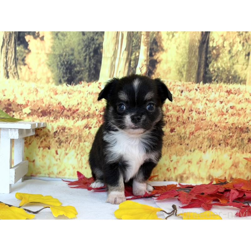 販売中の秋田県のチワワ(ロングコート)-425803の5枚目