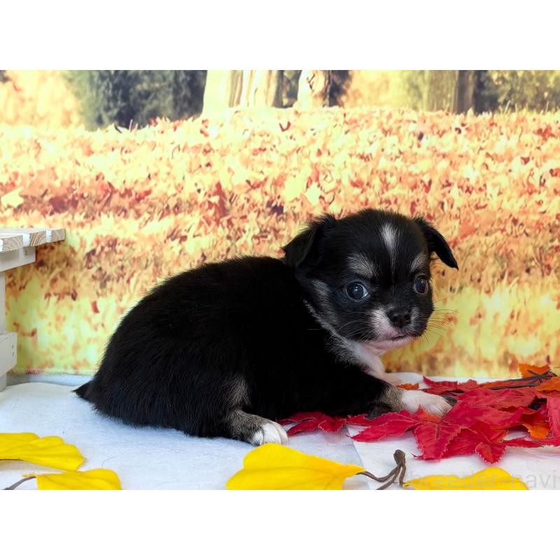 販売中の秋田県のチワワ(ロングコート)-425803の4枚目