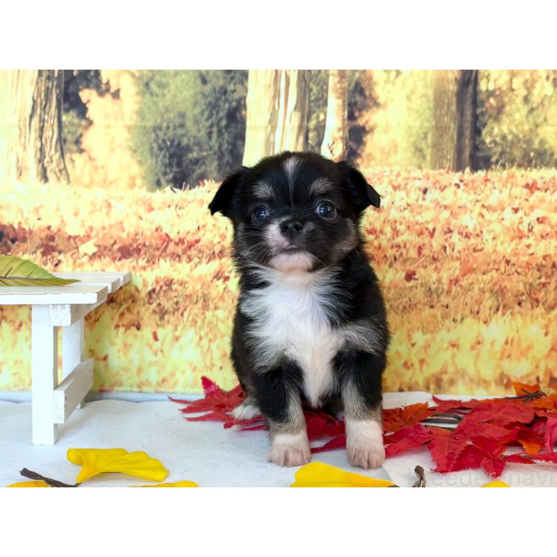 販売中の秋田県のチワワ(ロングコート)-425803の3枚目