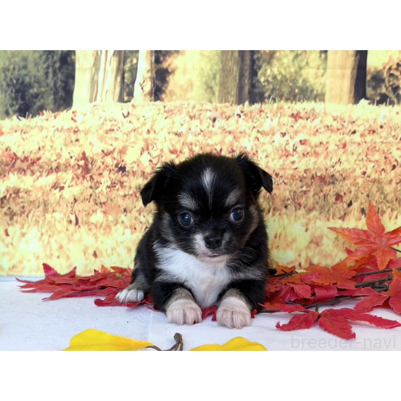 販売中の秋田県のチワワ(ロングコート)-425803の2枚目