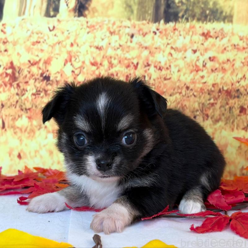 販売中の秋田県のチワワ(ロングコート)-425803