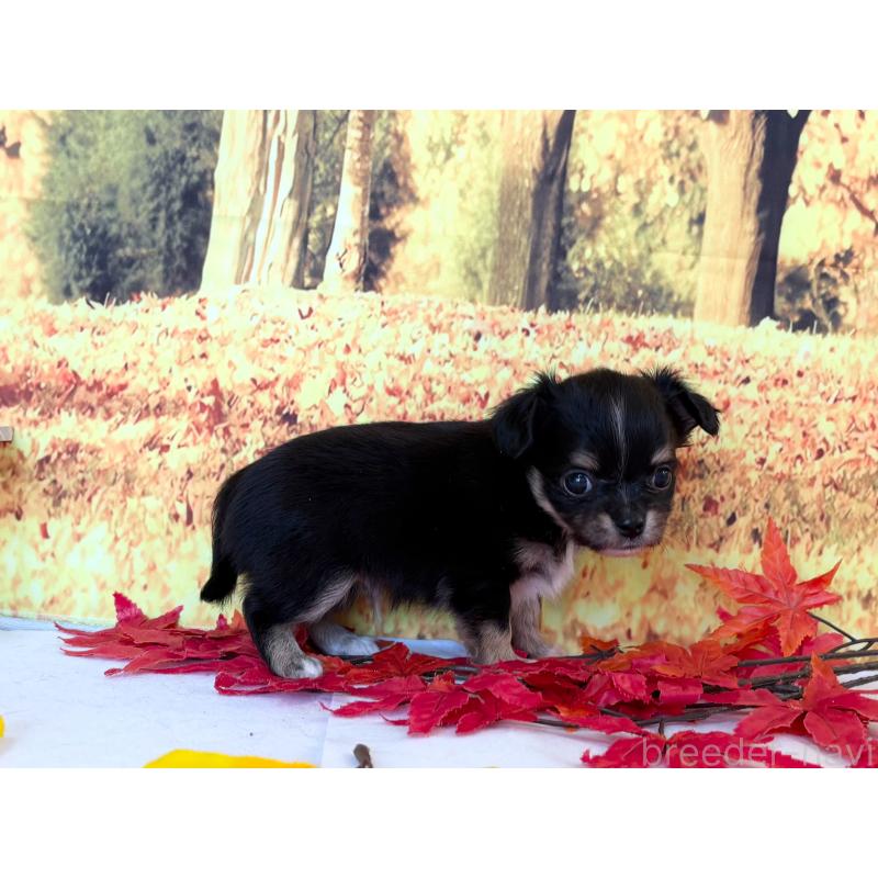 販売中の秋田県のチワワ(ロングコート)-425804の5枚目