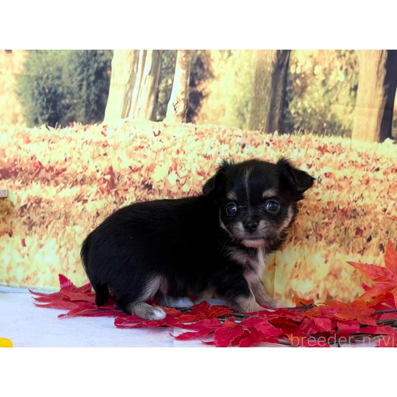 販売中の秋田県のチワワ(ロングコート)-425804の4枚目