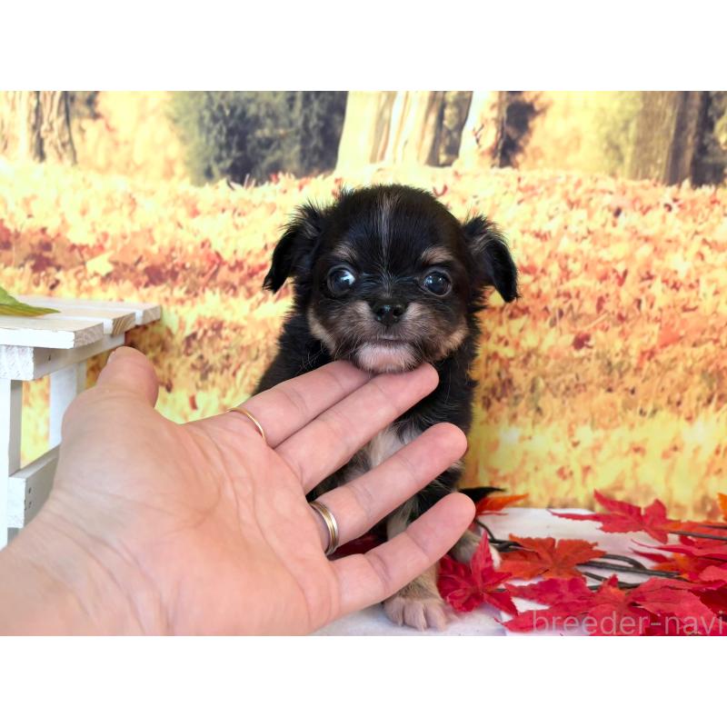 販売中の秋田県のチワワ(ロングコート)-425804の3枚目