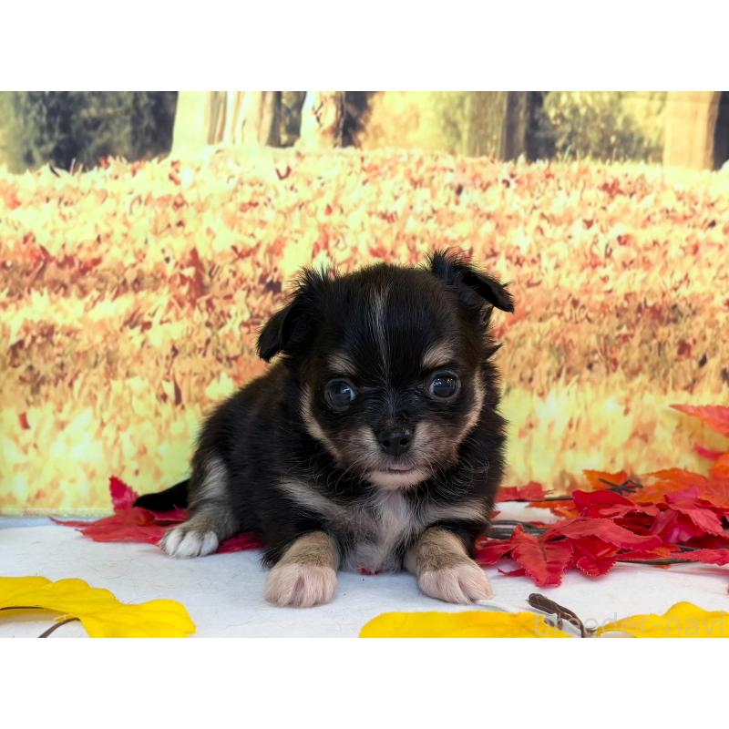 販売中の秋田県のチワワ(ロングコート)-425804の2枚目